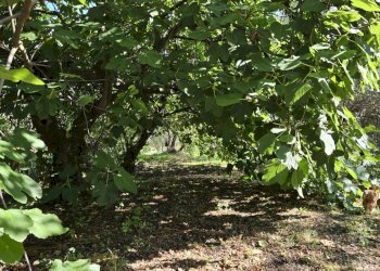 Foto 8 - Casa indipendente Contrada Pietrarola, Chiusano di San Domenico - foto 8