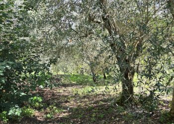 Foto 24 - Casa indipendente Contrada Pietrarola, Chiusano di San Domenico - foto 24