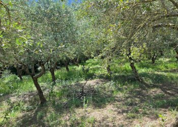 Foto 26 - Casa indipendente Contrada Pietrarola, Chiusano di San Domenico - foto 26