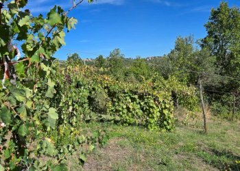 Foto 27 - Casa indipendente Contrada Pietrarola, Chiusano di San Domenico - foto 27