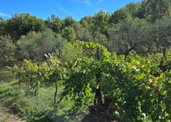 Foto 29 - Casa indipendente Contrada Pietrarola, Chiusano di San Domenico - foto 29