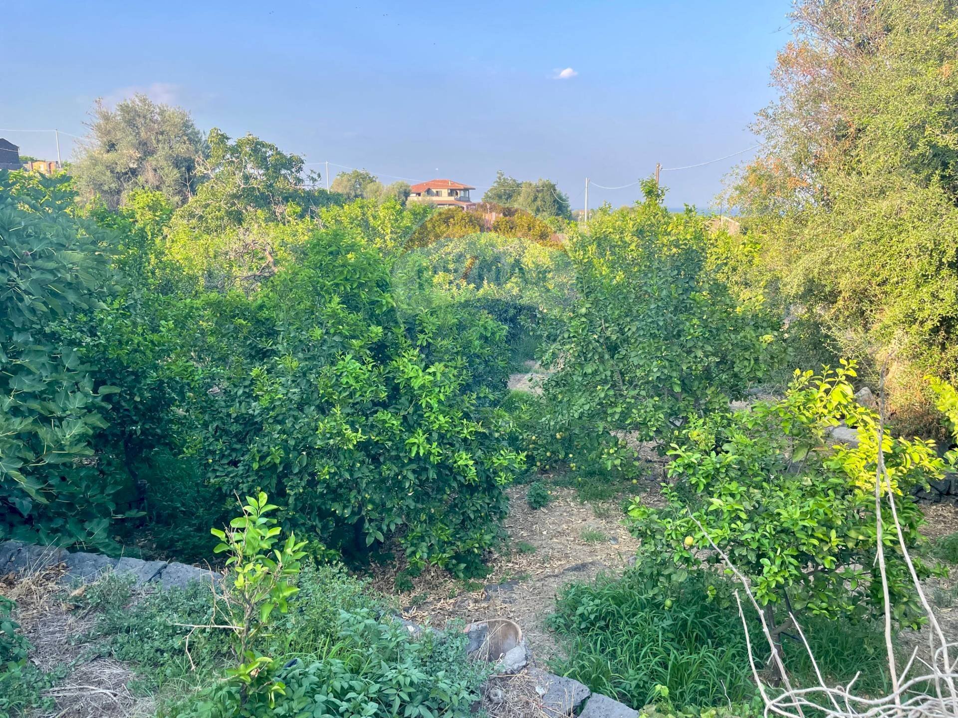 Giardino - Terreno agricolo Via Colomba
 
34, Acireale - foto 3