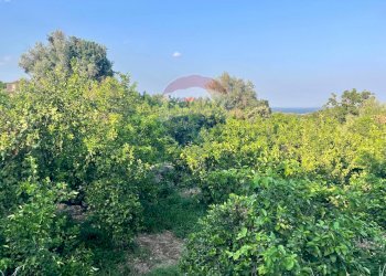 Giardino - Terreno agricolo Via Colomba
 
34, Acireale - foto 7