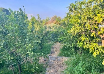 Giardino - Terreno agricolo Via Colomba
 
34, Acireale - foto 10