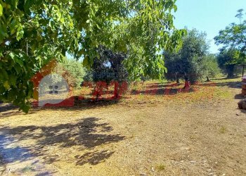 Foto 27 - Stabile - Palazzo Loc. SAN NICOLA
 
snc, Vico del Gargano - foto 27