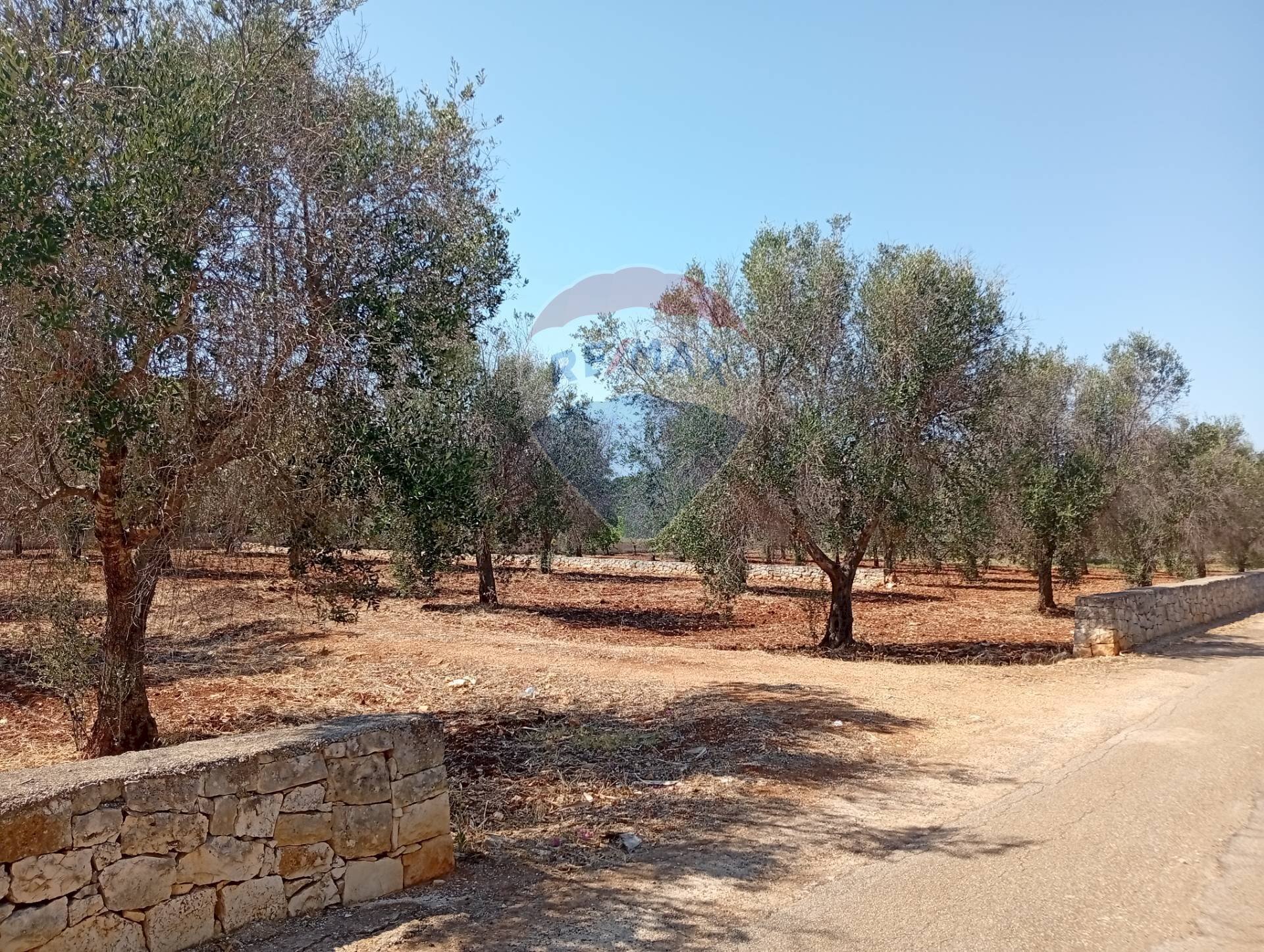 Giardino - Terreno edificabile Contrada Specchia di Mare, San Vito dei Normanni - foto 1