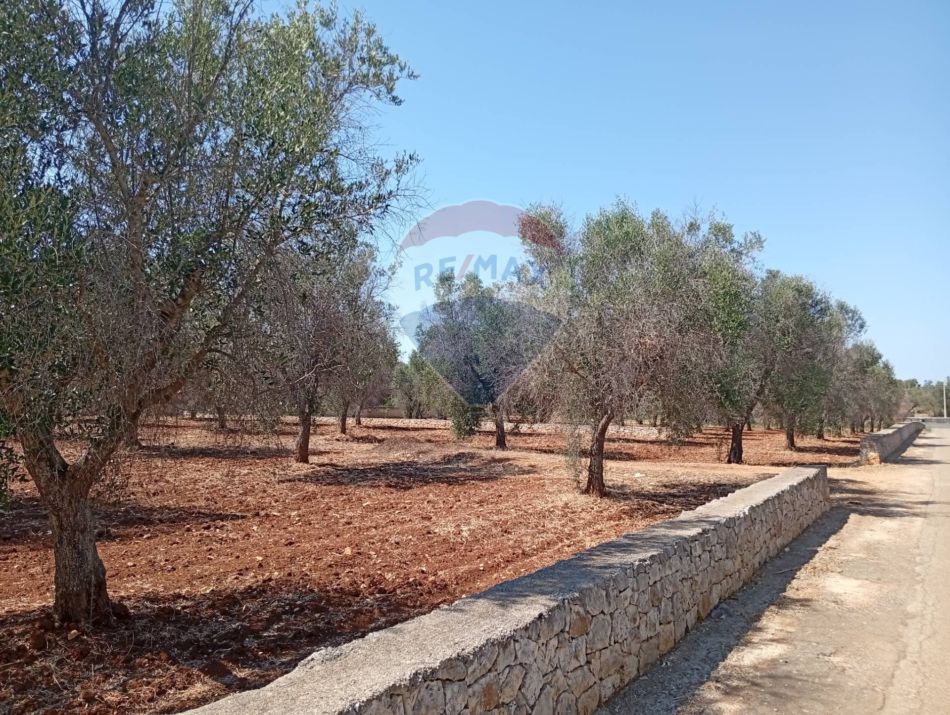 Giardino - Terreno edificabile Contrada Specchia di Mare, San Vito dei Normanni - foto 2
