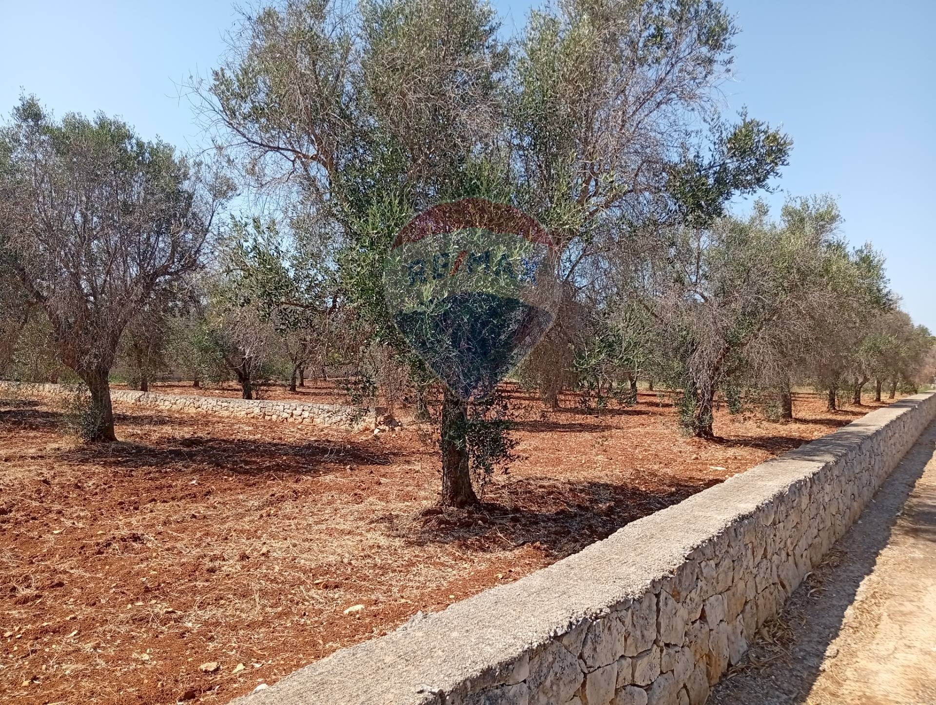 Giardino - Terreno edificabile Contrada Specchia di Mare, San Vito dei Normanni - foto 3