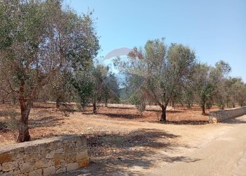 Giardino - Terreno edificabile Contrada Specchia di Mare, San Vito dei Normanni - foto 1