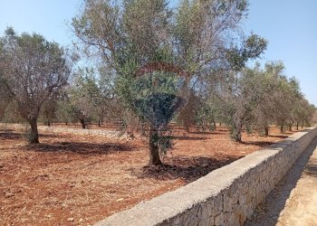 Giardino - Terreno edificabile Contrada Specchia di Mare, San Vito dei Normanni - foto 3