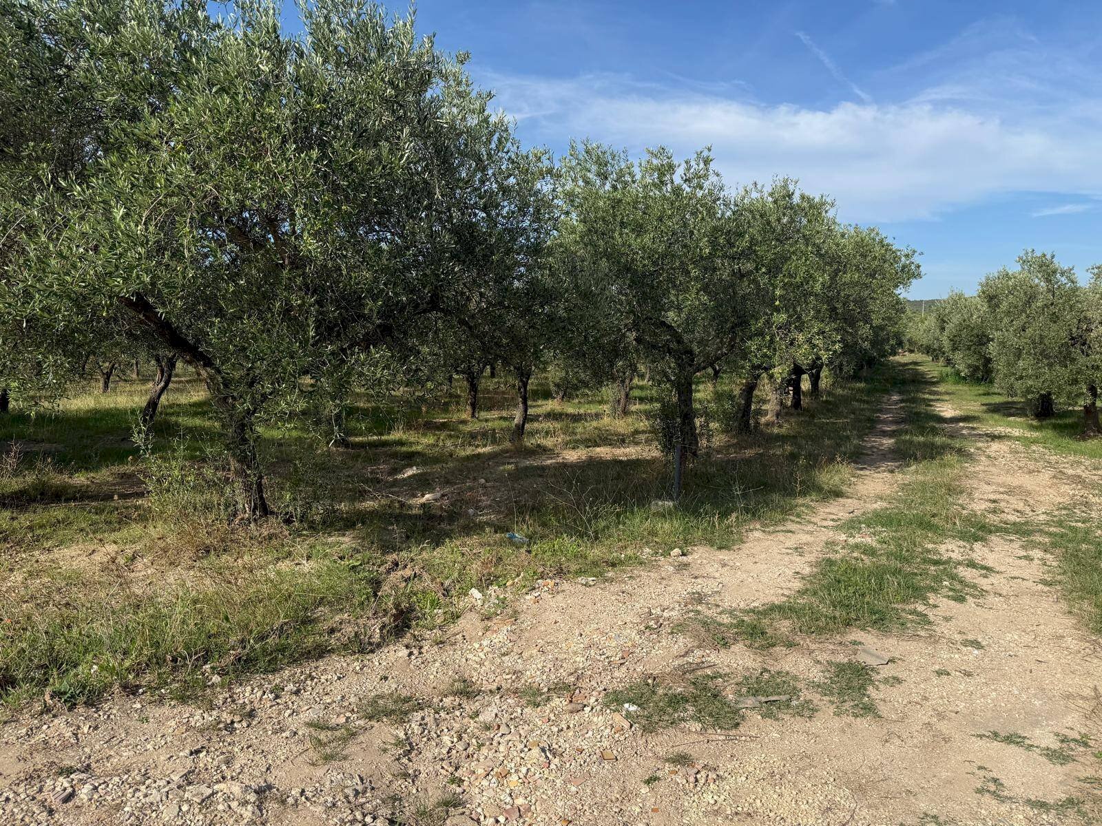 Foto 2 - Agricultural land Crispiano - photo 2