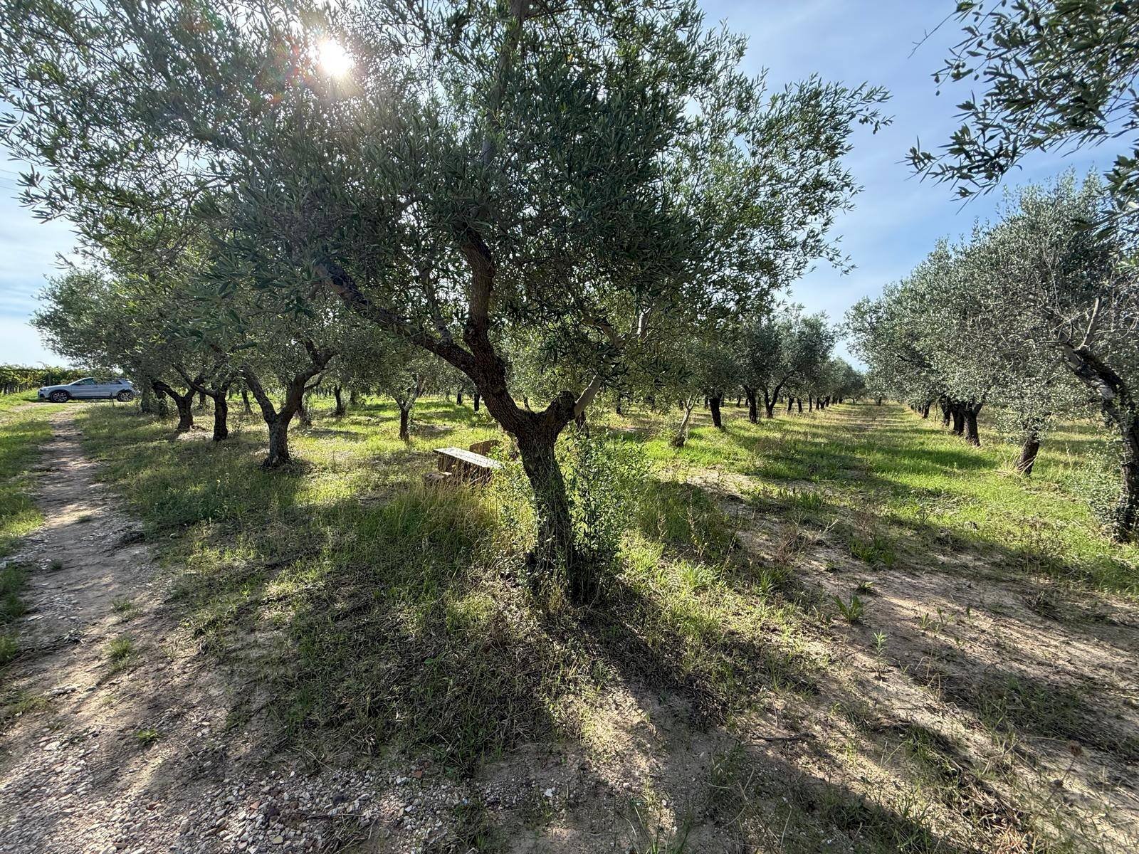 Foto 3 - Agricultural land Crispiano - photo 3