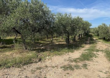 Foto 2 - Agricultural land Crispiano - photo 2