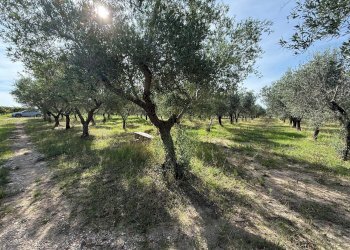 Foto 3 - Agricultural land Crispiano - photo 3