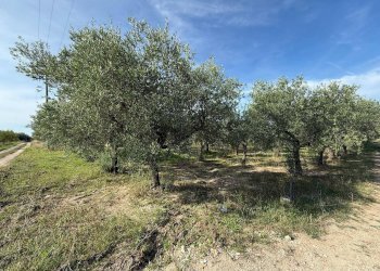 Foto 4 - Agricultural land Crispiano - photo 4