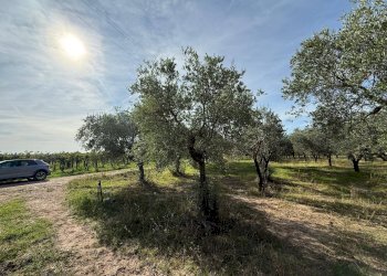 Foto 5 - Agricultural land Crispiano - photo 5