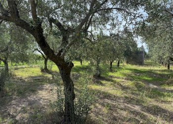 Foto 6 - Agricultural land Crispiano - photo 6