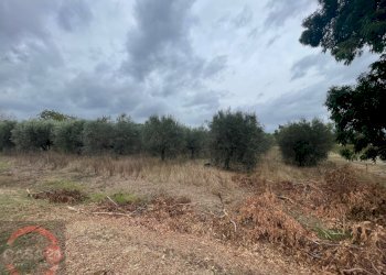 Foto 5 - Terreno agricolo via dell'anatra, Latina - foto 5