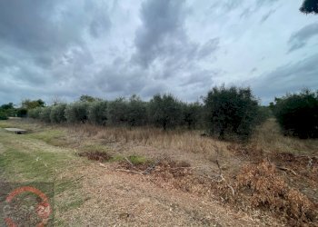 Foto 6 - Terreno agricolo via dell'anatra, Latina - foto 6