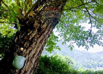 Giardino - Semi-detached house Via Coltura
 
1, Lenna - photo 33