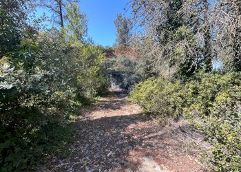 Giardino - Villa Novoli - photo 22