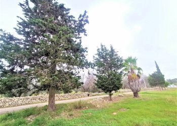 terreno - Agricultural land Alezio - photo 4