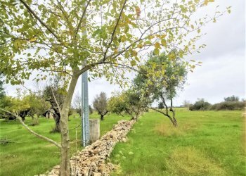 terreno - Agricultural land Alezio - photo 7