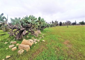 terreno - Agricultural land Alezio - photo 8