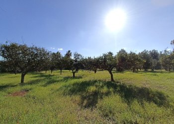 Foto 8 - Agricultural land sp361, Gallipoli - photo 8