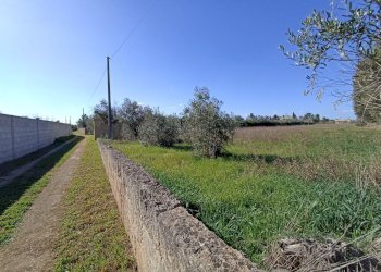 Foto 9 - Agricultural land sp361, Gallipoli - photo 9