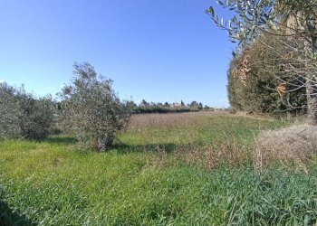 Foto 12 - Agricultural land sp361, Gallipoli - photo 12