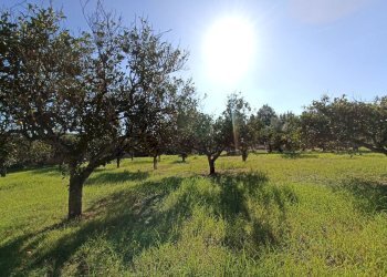 Foto 13 - Agricultural land sp361, Gallipoli - photo 13