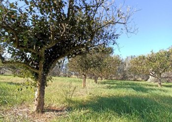 Foto 14 - Agricultural land sp361, Gallipoli - photo 14