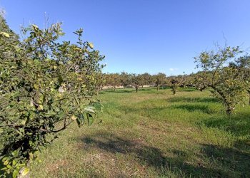 Foto 15 - Agricultural land sp361, Gallipoli - photo 15