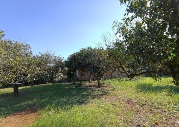 Foto 16 - Agricultural land sp361, Gallipoli - photo 16