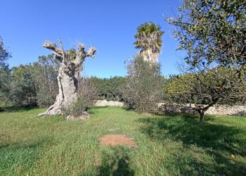 Foto 17 - Agricultural land sp361, Gallipoli - photo 17