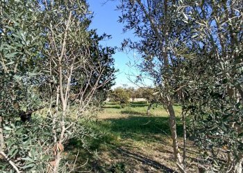 Foto 20 - Agricultural land sp361, Gallipoli - photo 20