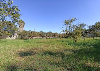 Foto 24 - Agricultural land sp361, Gallipoli - photo 24