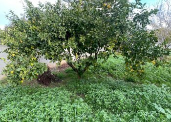 terreno - Building land degli Ulivi, Sannicola - photo 10