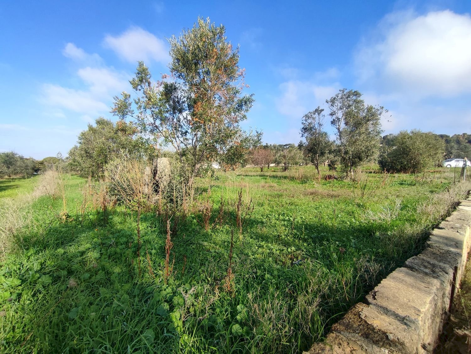 Foto 2 - Agricultural land Tuglie, Tuglie - photo 2