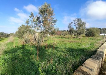 Foto 2 - Agricultural land Tuglie, Tuglie - photo 2