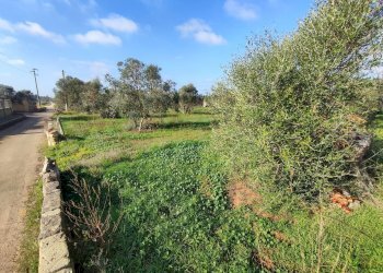 Foto 4 - Agricultural land Tuglie, Tuglie - photo 4