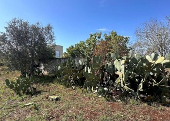 giardino - Casa indipendente San Latteri, Parabita - foto 23