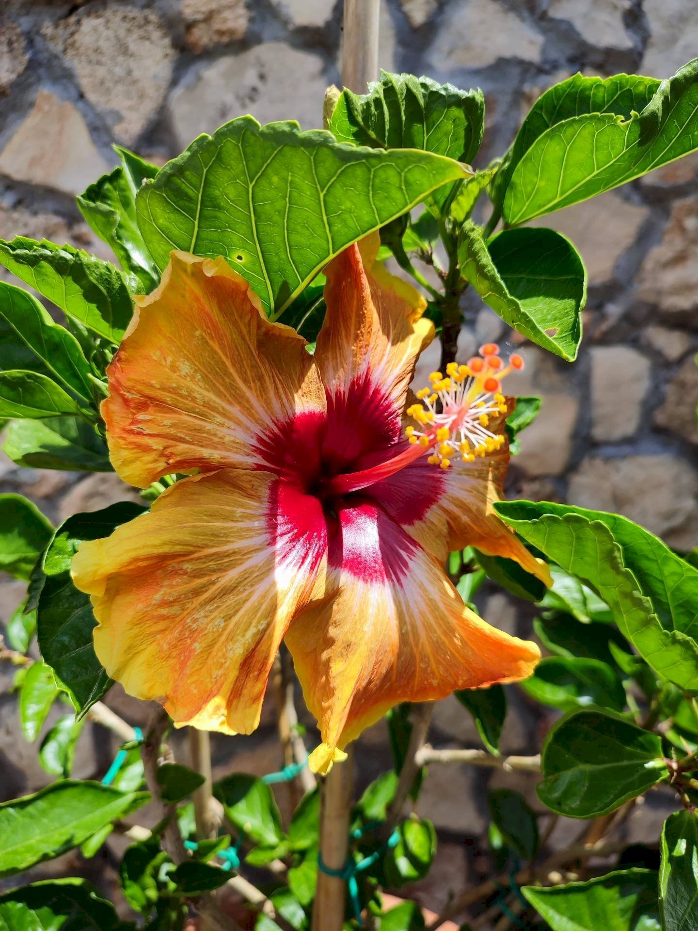 Foto 3 - Villa zona tre pietre, Galatone - photo 3