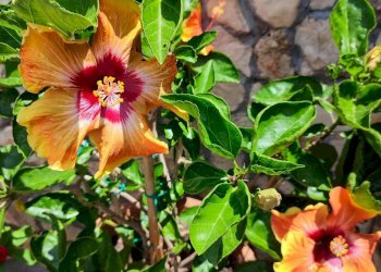 Foto 4 - Villa zona tre pietre, Galatone - foto 4