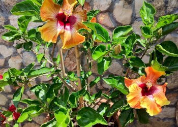 Foto 5 - Villa zona tre pietre, Galatone - foto 5