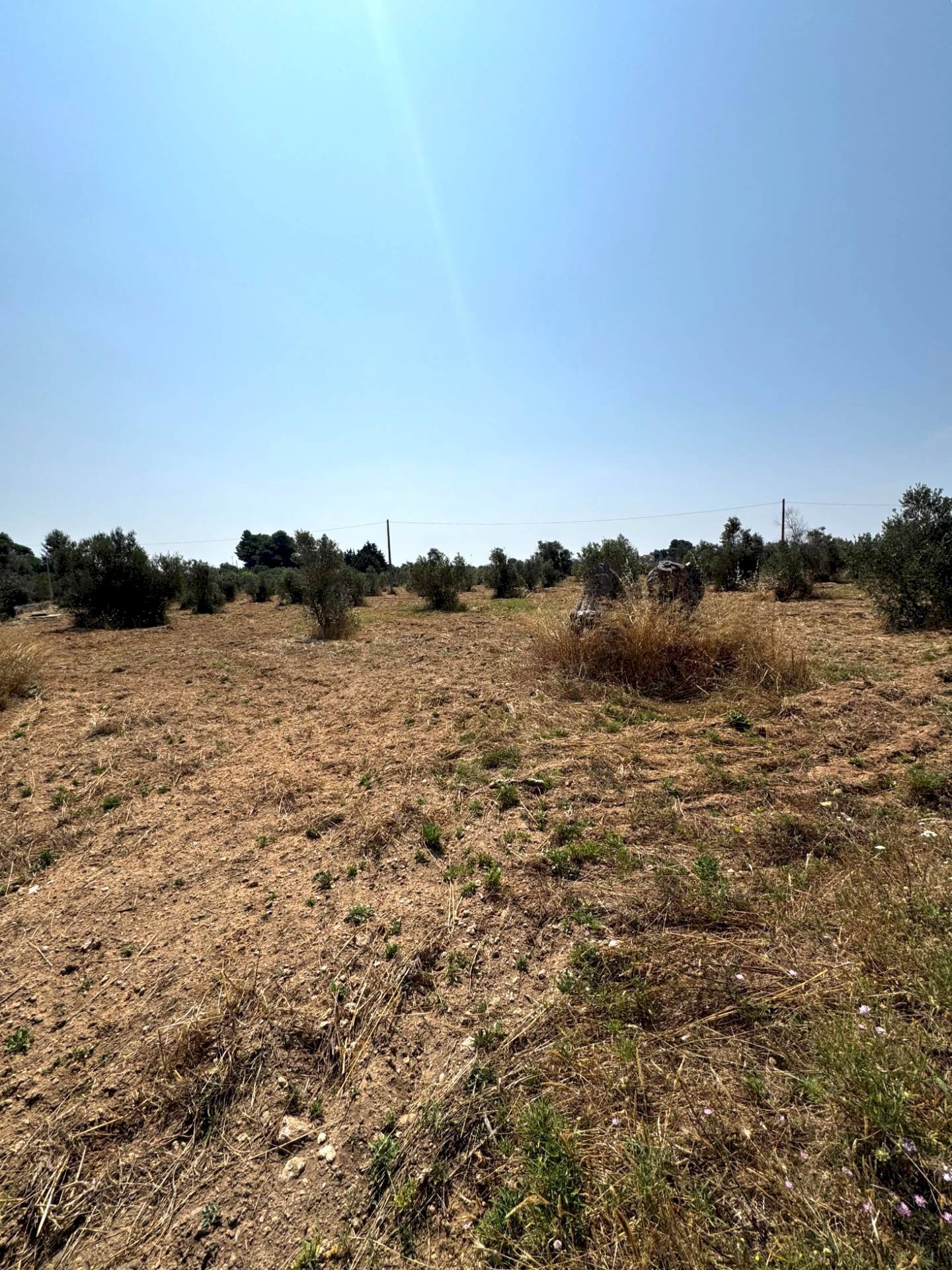 Foto 2 - Agricultural land Via per Sannicola, Sannicola - photo 2