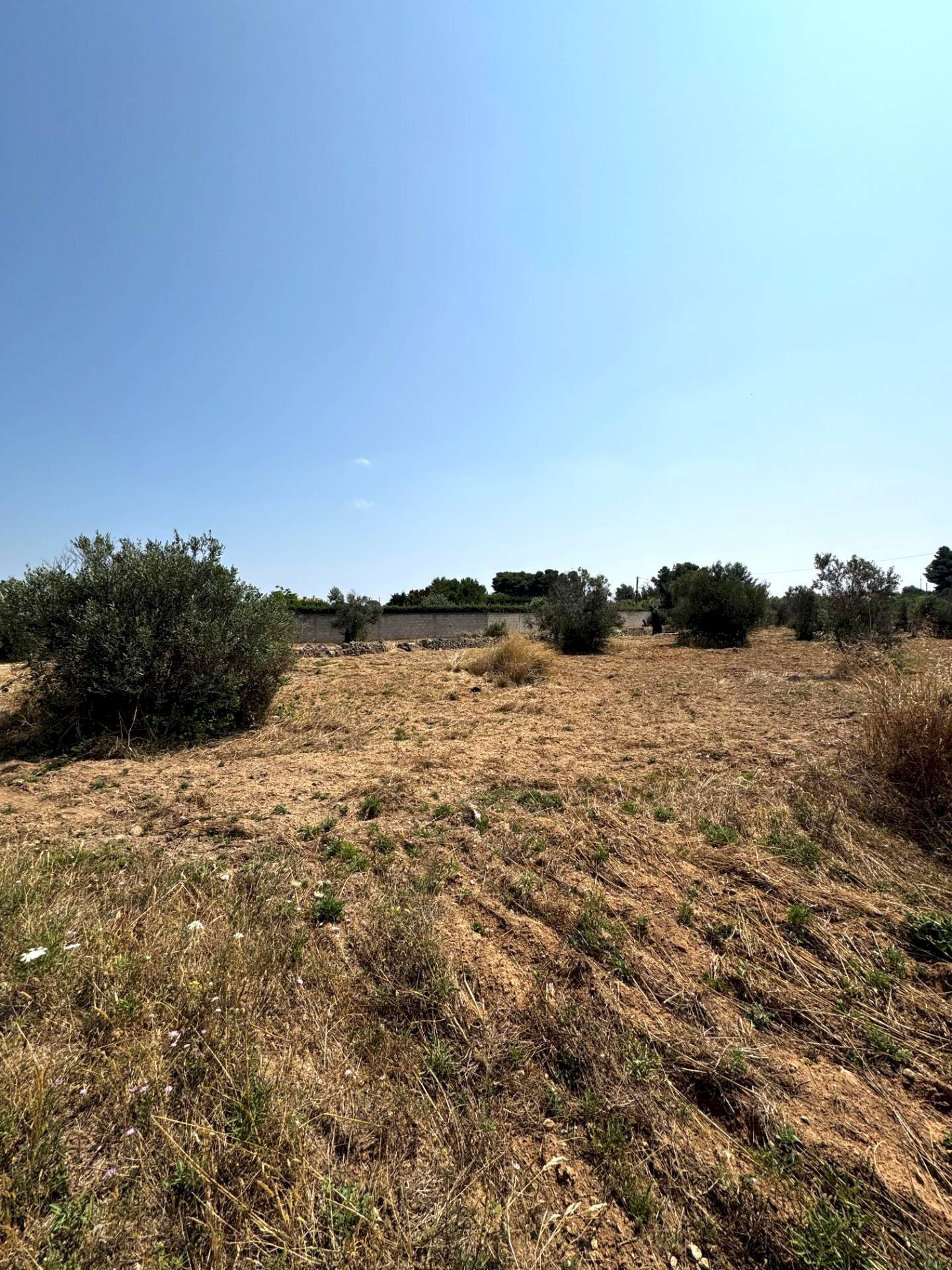 Foto 3 - Agricultural land Via per Sannicola, Sannicola - photo 3