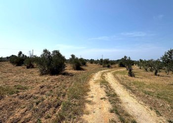 Foto 1 - Agricultural land Via per Sannicola, Sannicola - photo 1