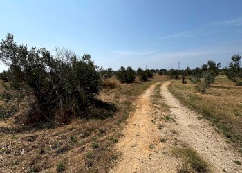 Foto 5 - Agricultural land Via per Sannicola, Sannicola - photo 5